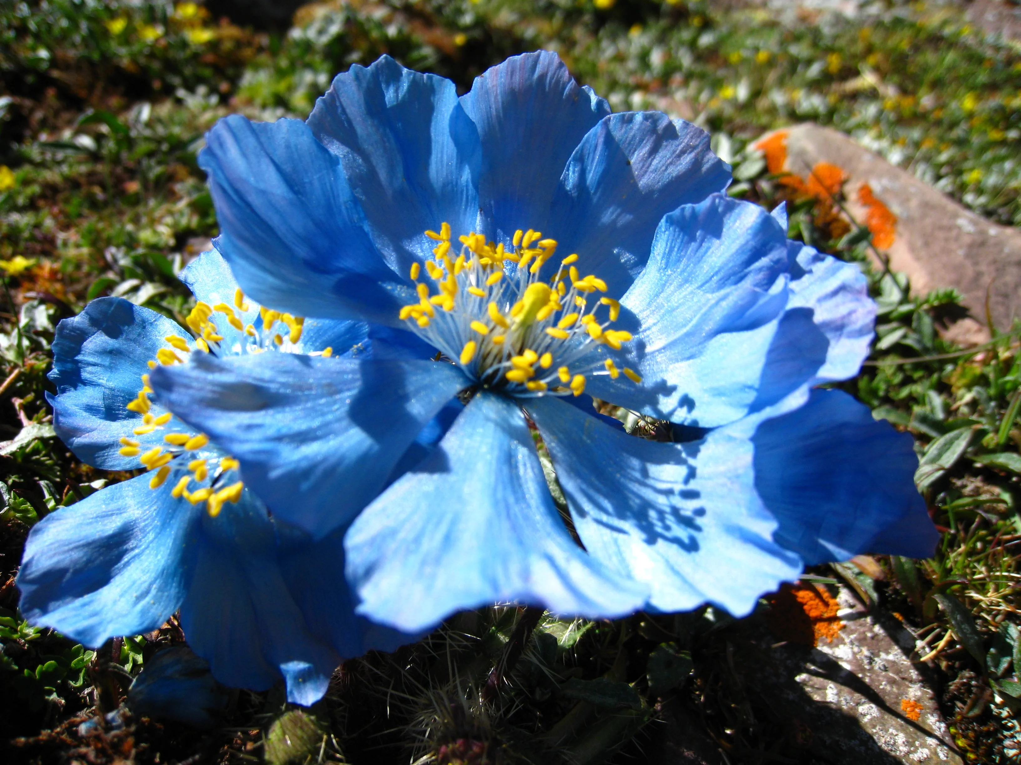 Subglacial flowers-3
