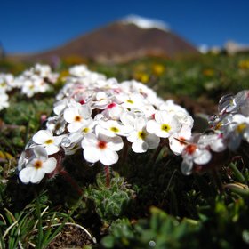 Subglacial flowers-1