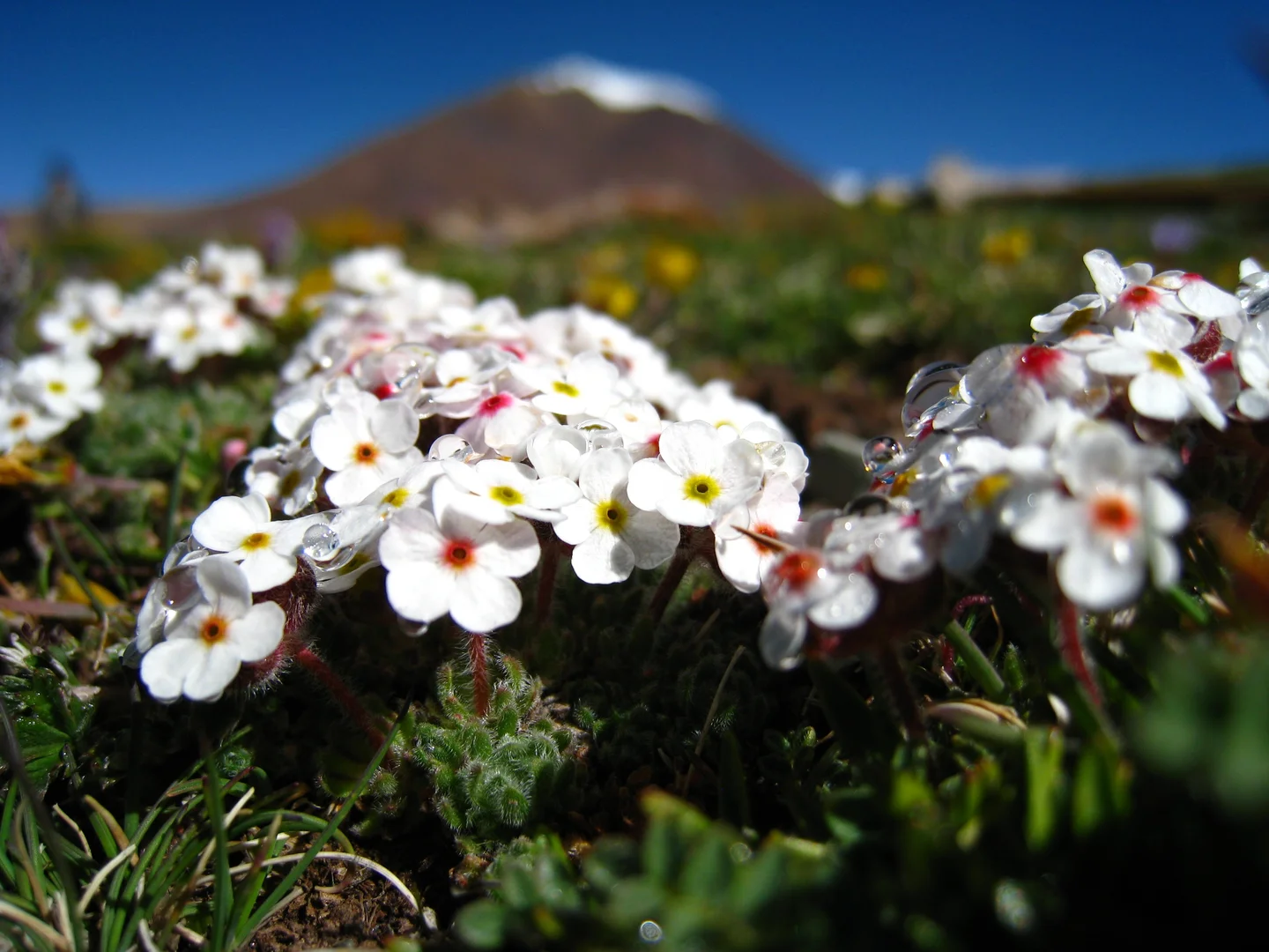 Subglacial flowers-1