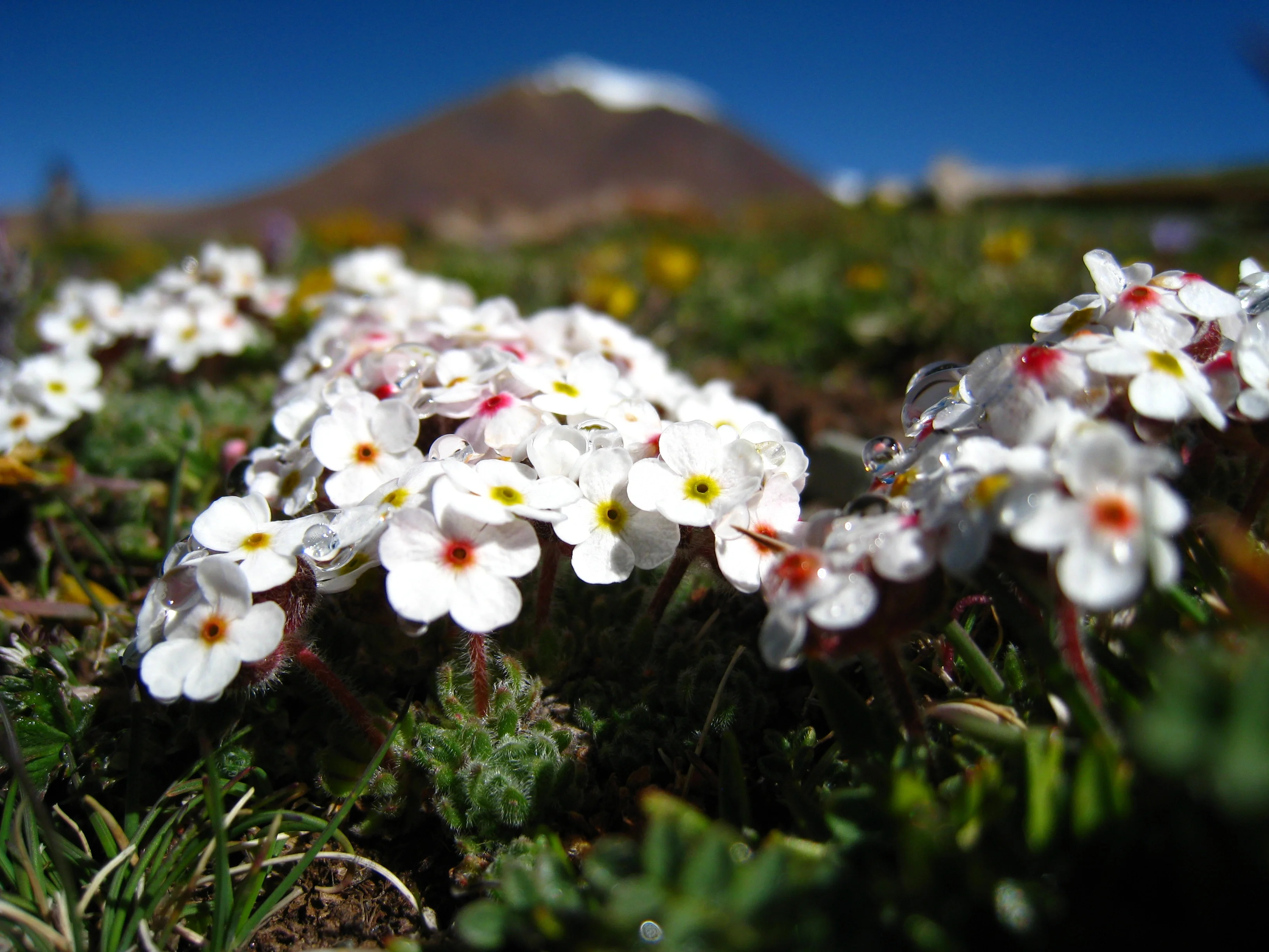 Subglacial flowers-1