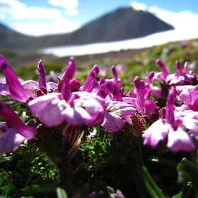 Subglacial flowers-2