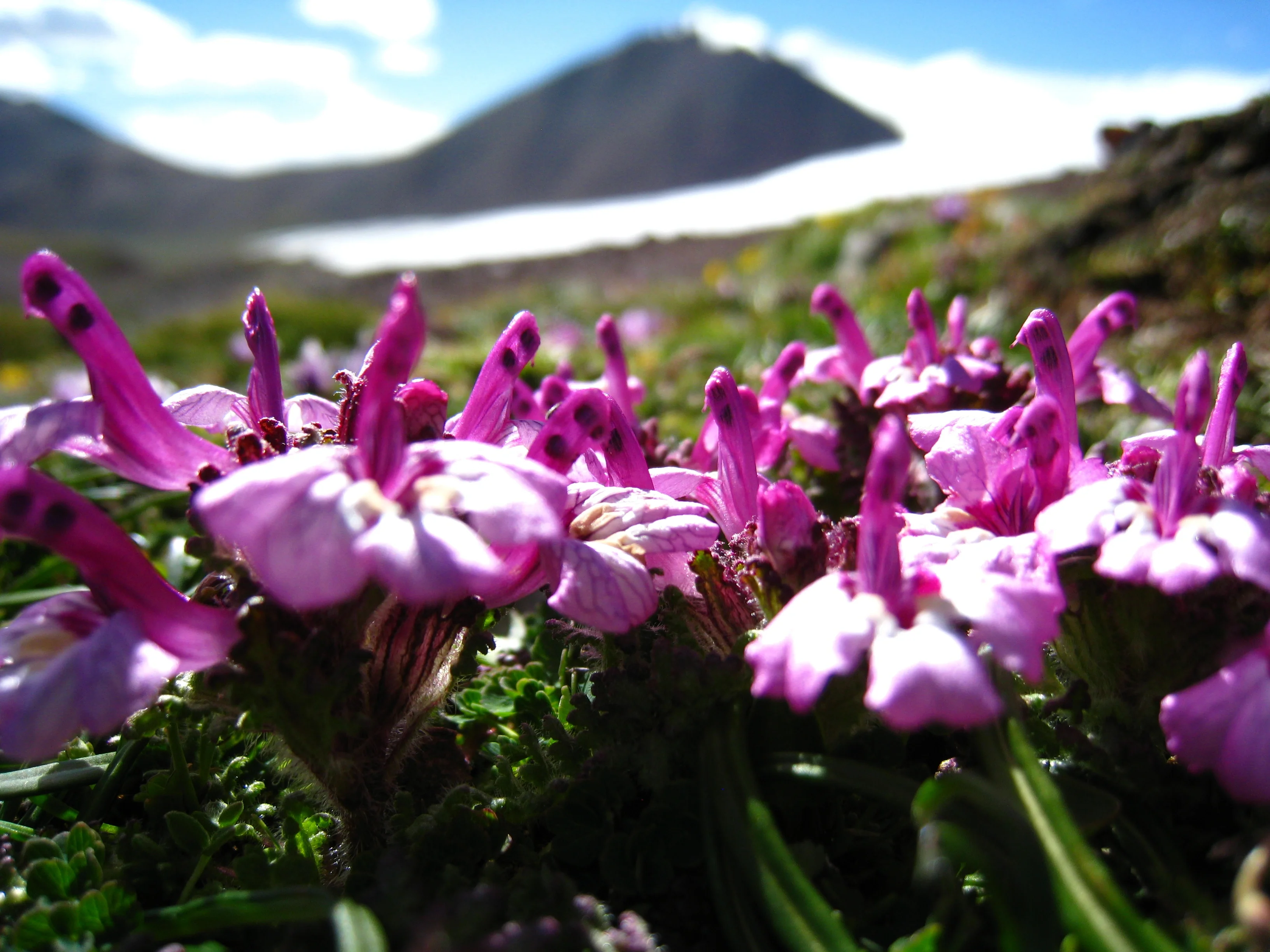 Subglacial flowers-2