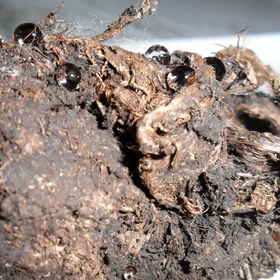 Hydrophobicity in Nature: Water drops on peat soil