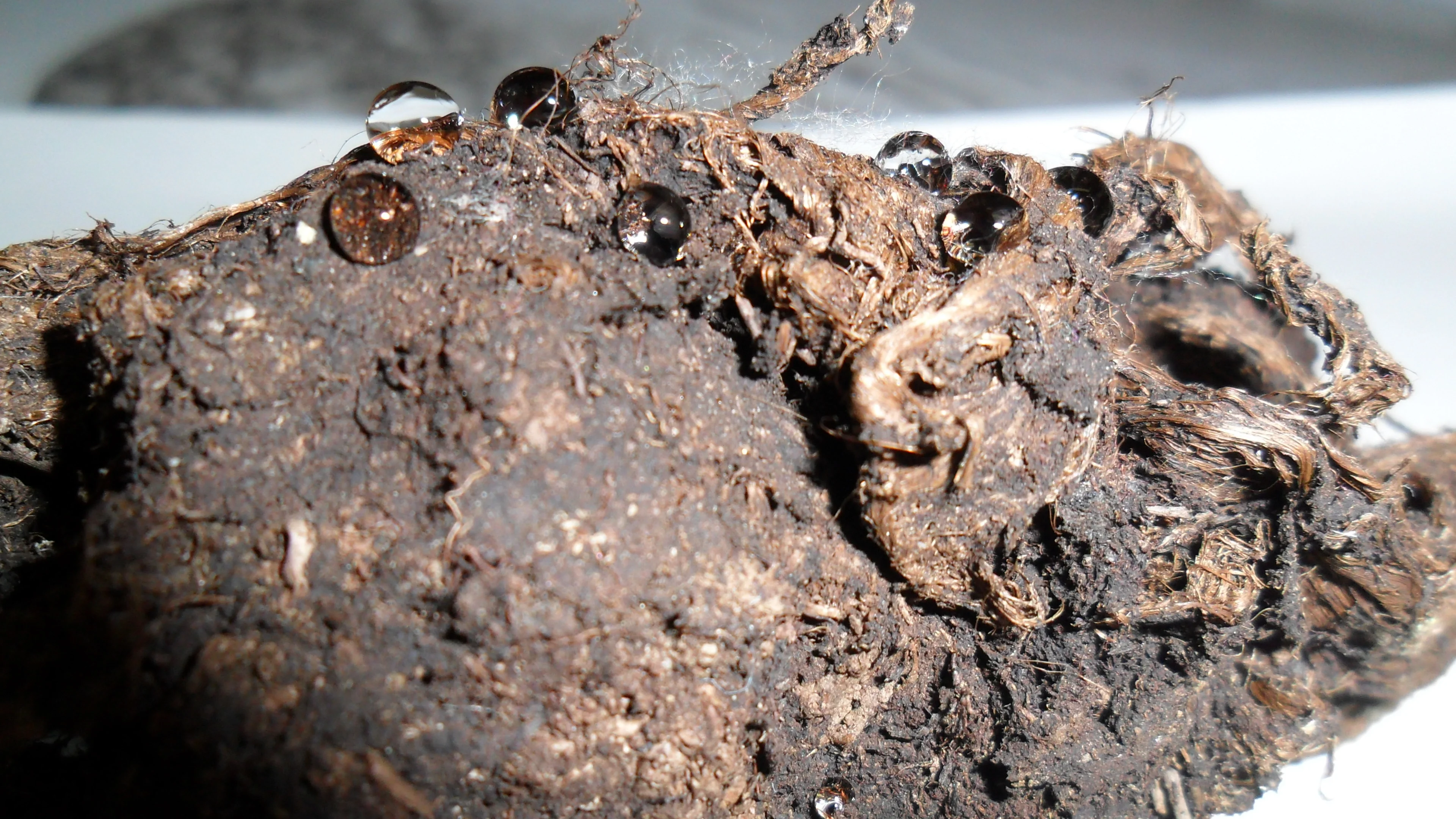 Hydrophobicity in Nature: Water drops on peat soil