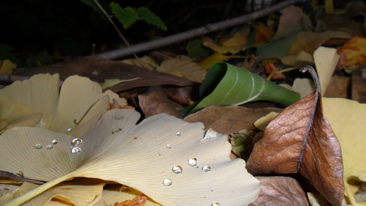 Something Goethe missed - Gingko biloba leaves are hydrophobic