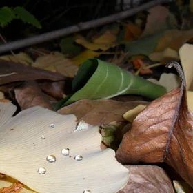 Something Goethe missed - Gingko biloba leaves are hydrophobic