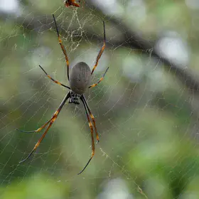 Spiders Down Under