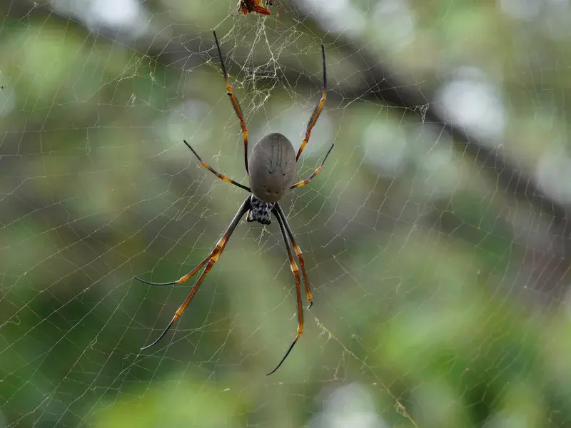 Spiders Down Under