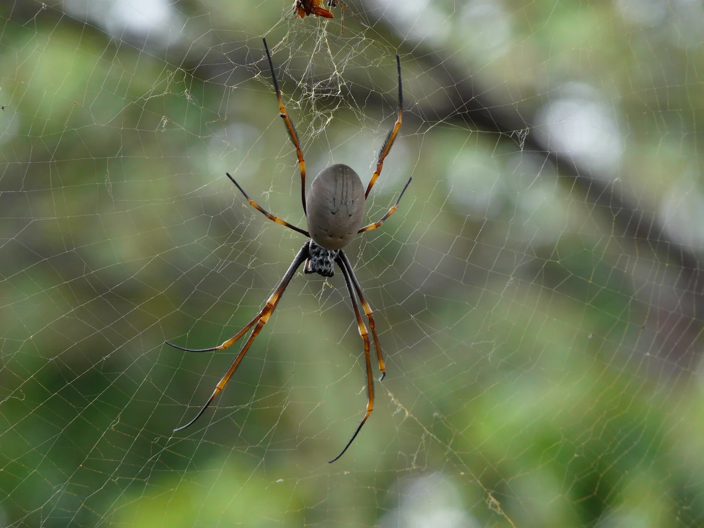 Spiders Down Under