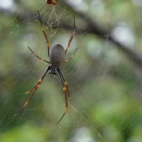 Spiders Down Under