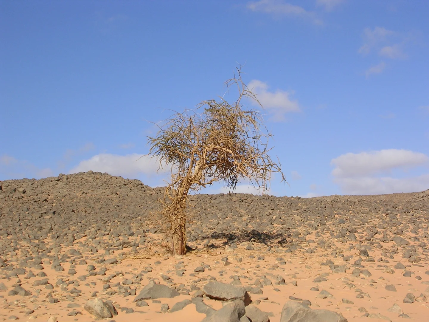 A single tree