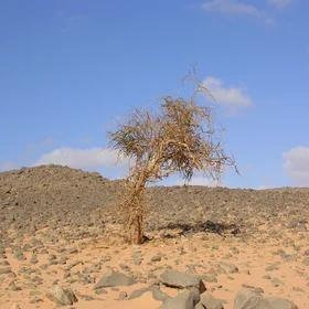 A single tree