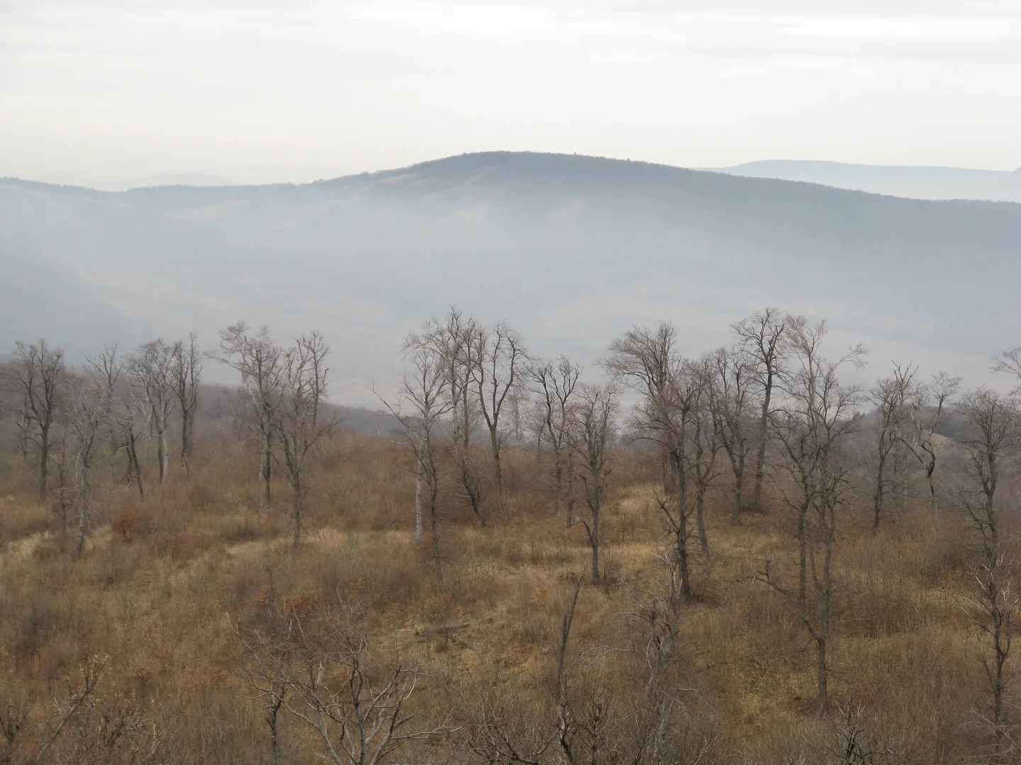 Fog in the valley