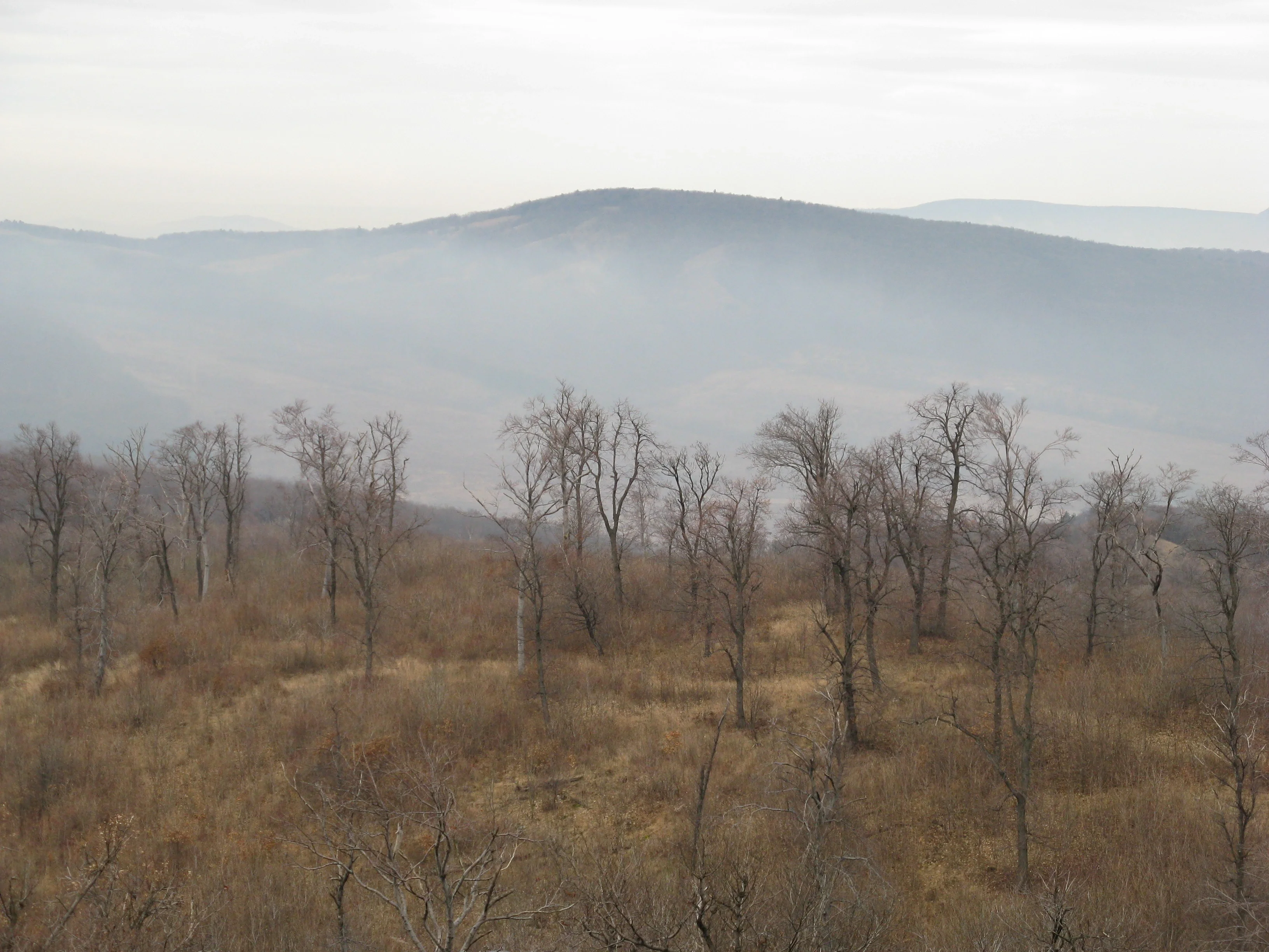 Fog in the valley