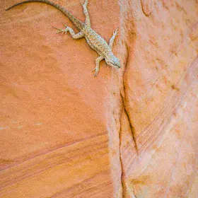 Wind Ripples and Mr. Lizard