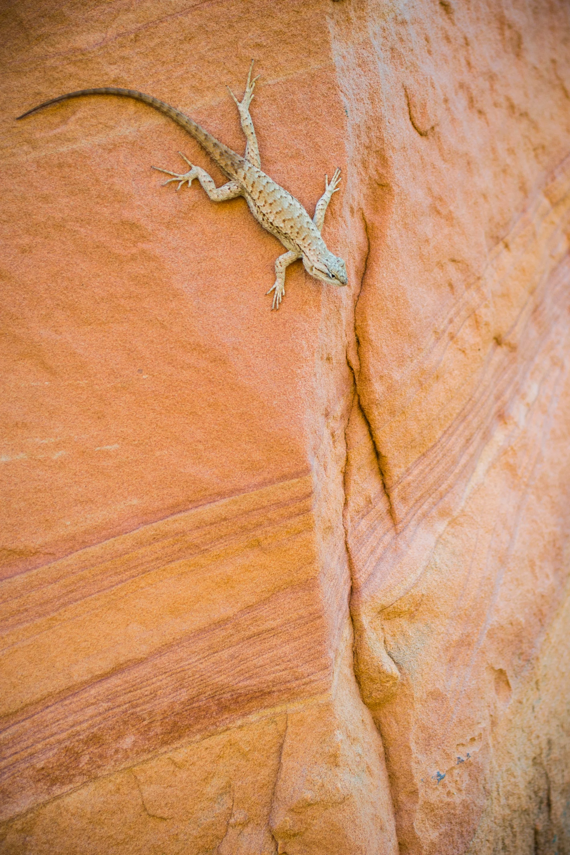 Wind Ripples and Mr. Lizard