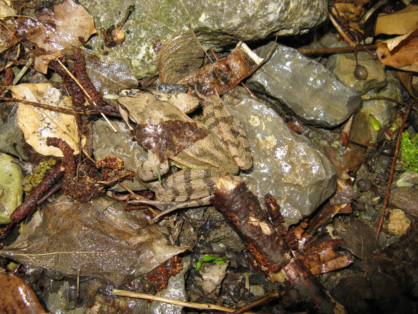 Where is the frog?