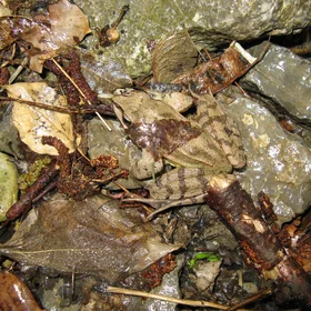 Where is the frog?