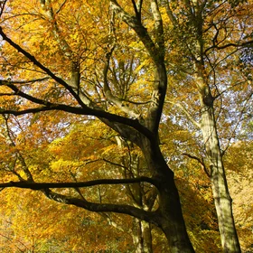 Before the fall