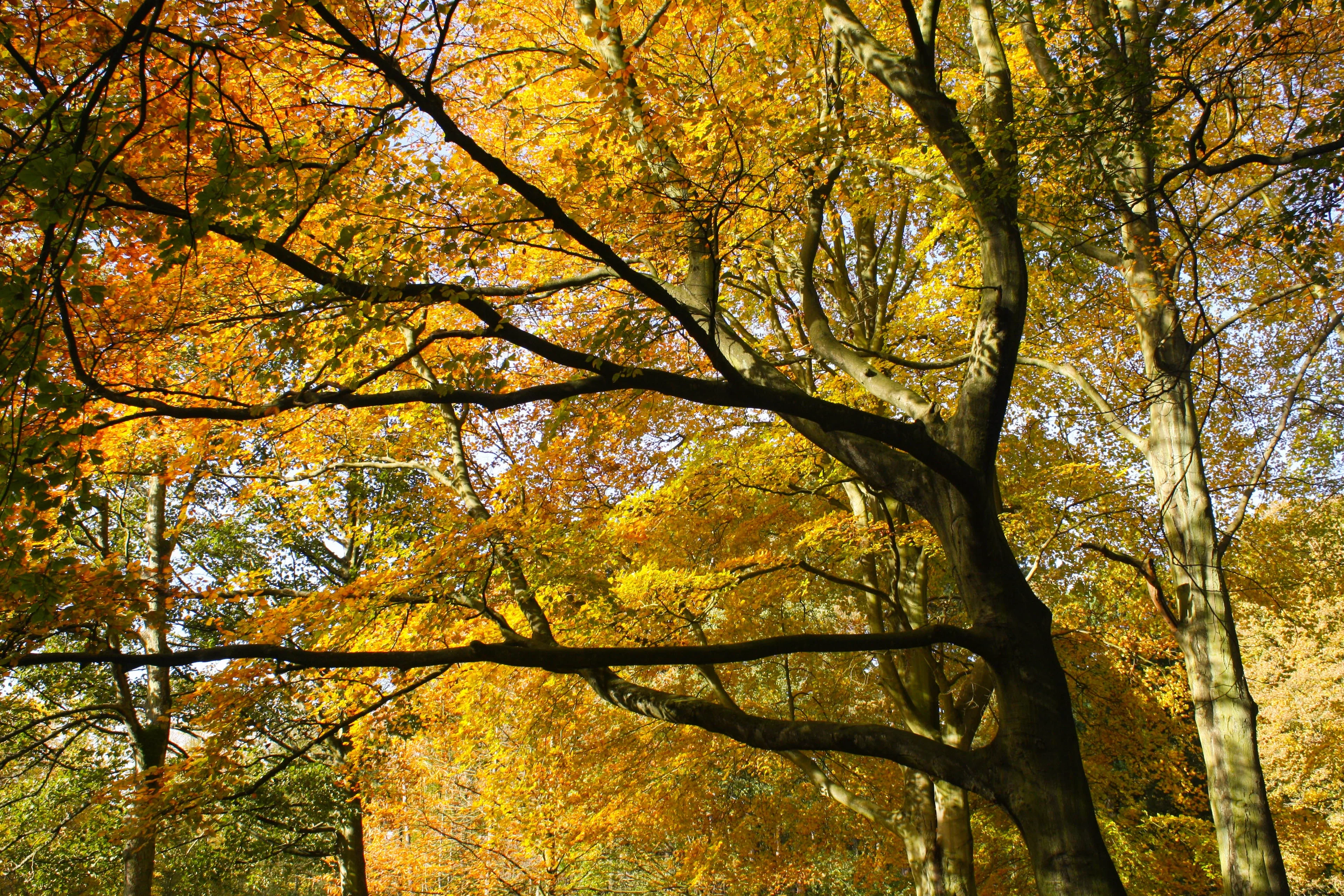 Before the fall