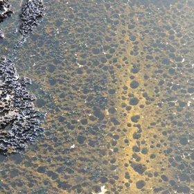Brine pool