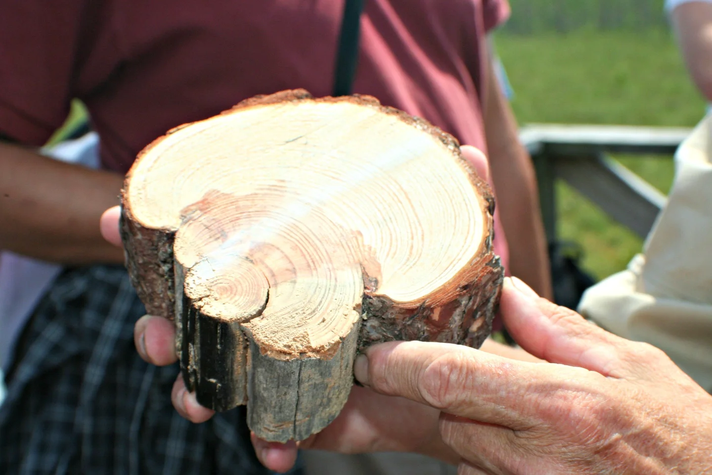 Burned pine
