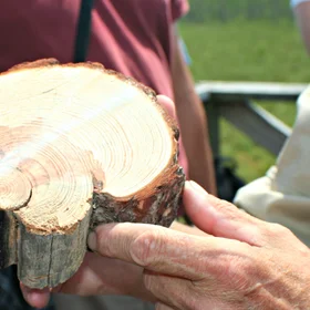 Burned pine
