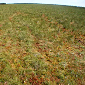 Bog (Dzukija National Park)