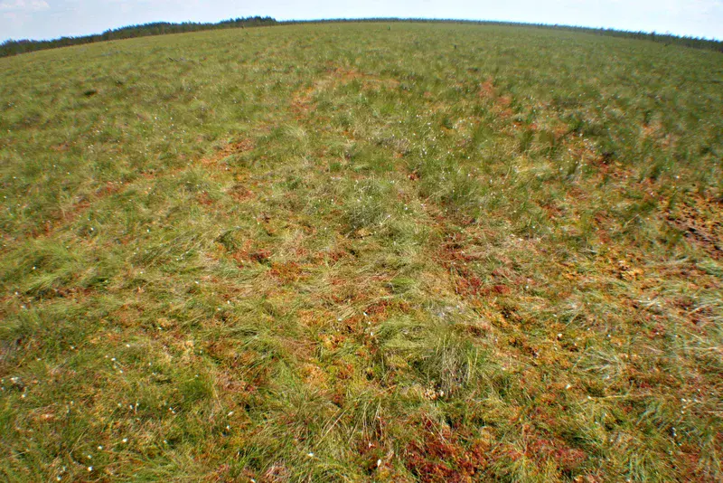 Bog (Dzukija National Park)