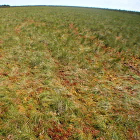 Bog (Dzukija National Park)