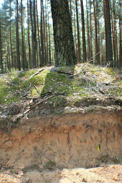 Sandy soil (Dzukija National Park)