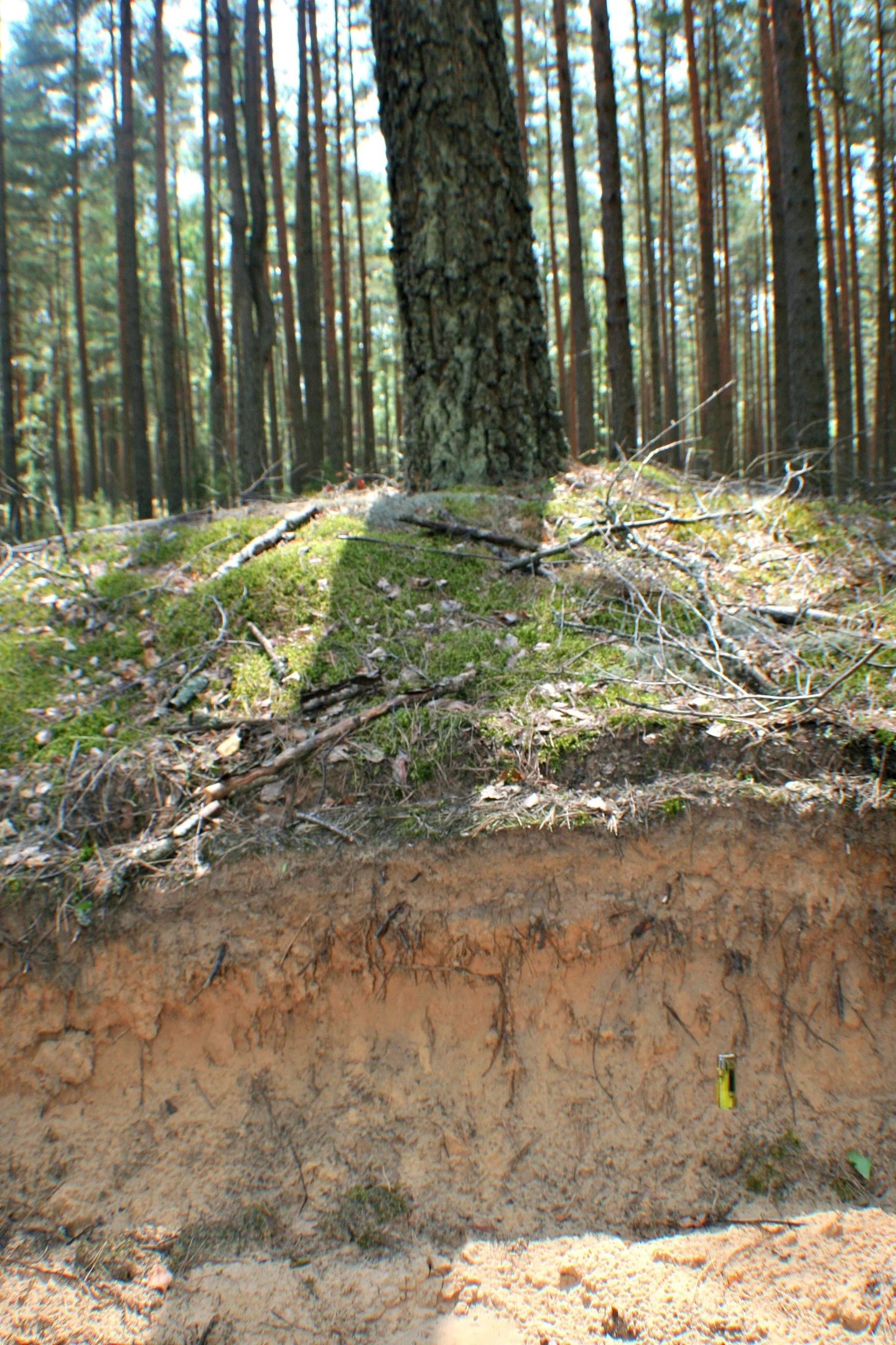 Sandy soil (Dzukija National Park)
