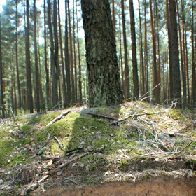 Sandy soil (Dzukija National Park)
