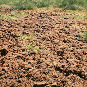 Peatland