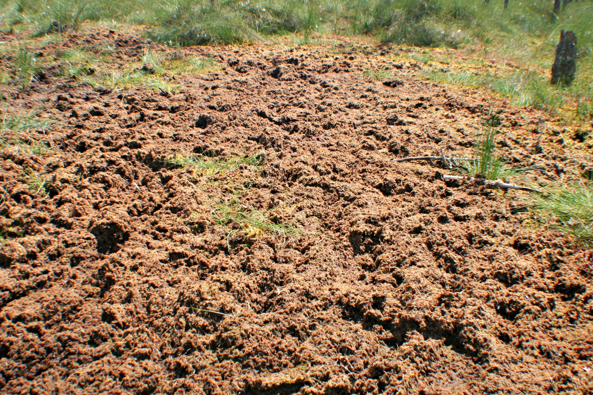 Peatland