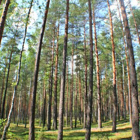 Pine forest (Lithuania)