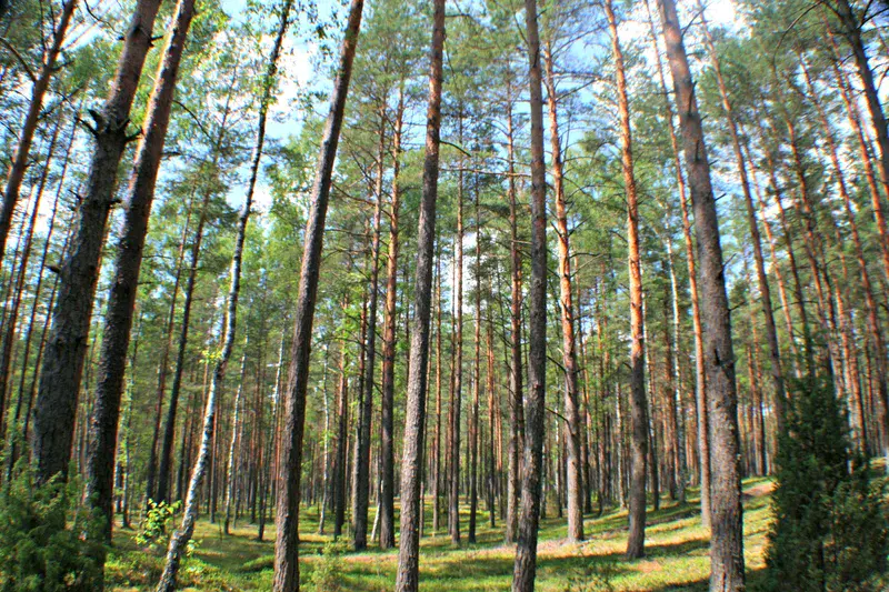 Pine forest (Lithuania)
