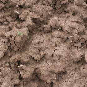 Sealed cropped soil showing platty structure at the surface after heavy rain