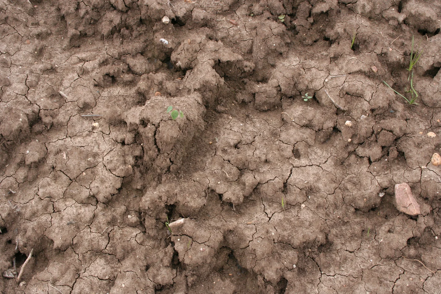 Sealed cropped soil showing platty structure at the surface after heavy rain