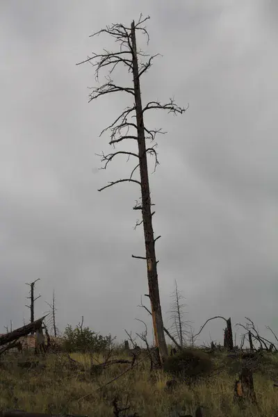 No forest recovery after the Hayman Fire. Colorado. USA