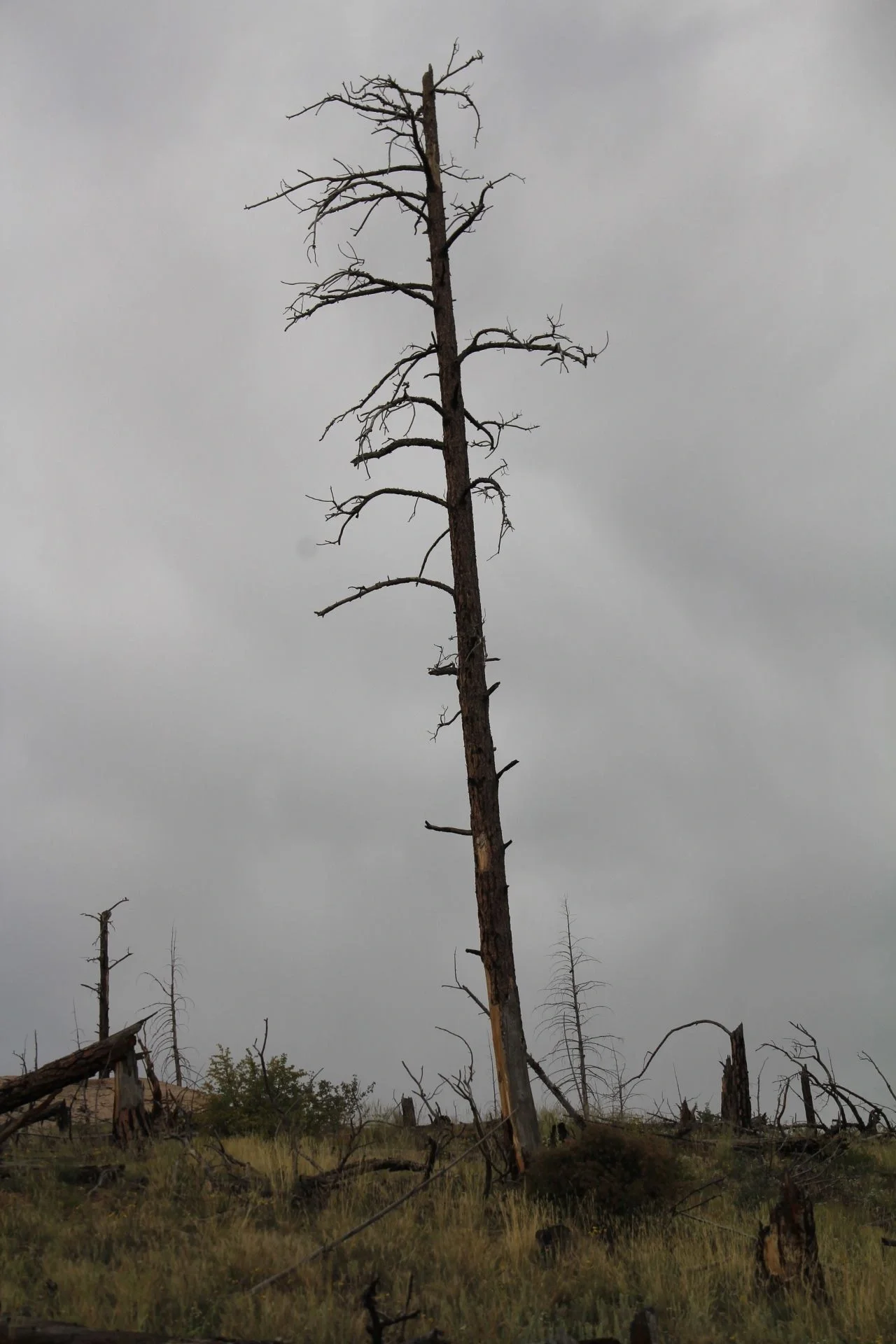 No forest recovery after the Hayman Fire. Colorado. USA