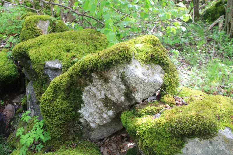 Mosses on granite rock initiate the soil development
