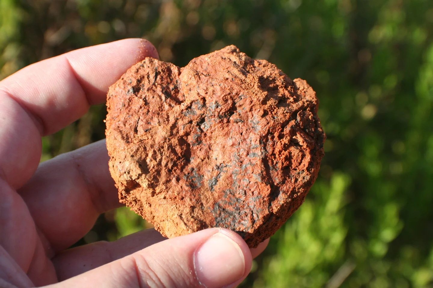 Manganese black spots in red soil
