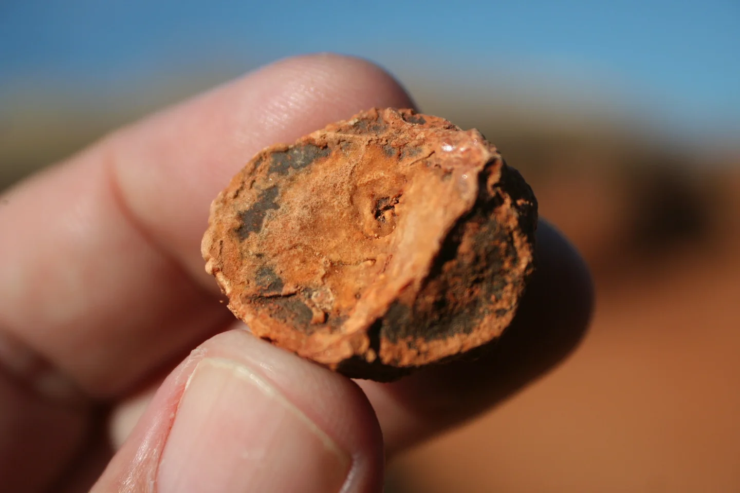 Manganese and iron covering a carbonate concretion
