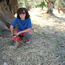 Mulching under ancient olive trees