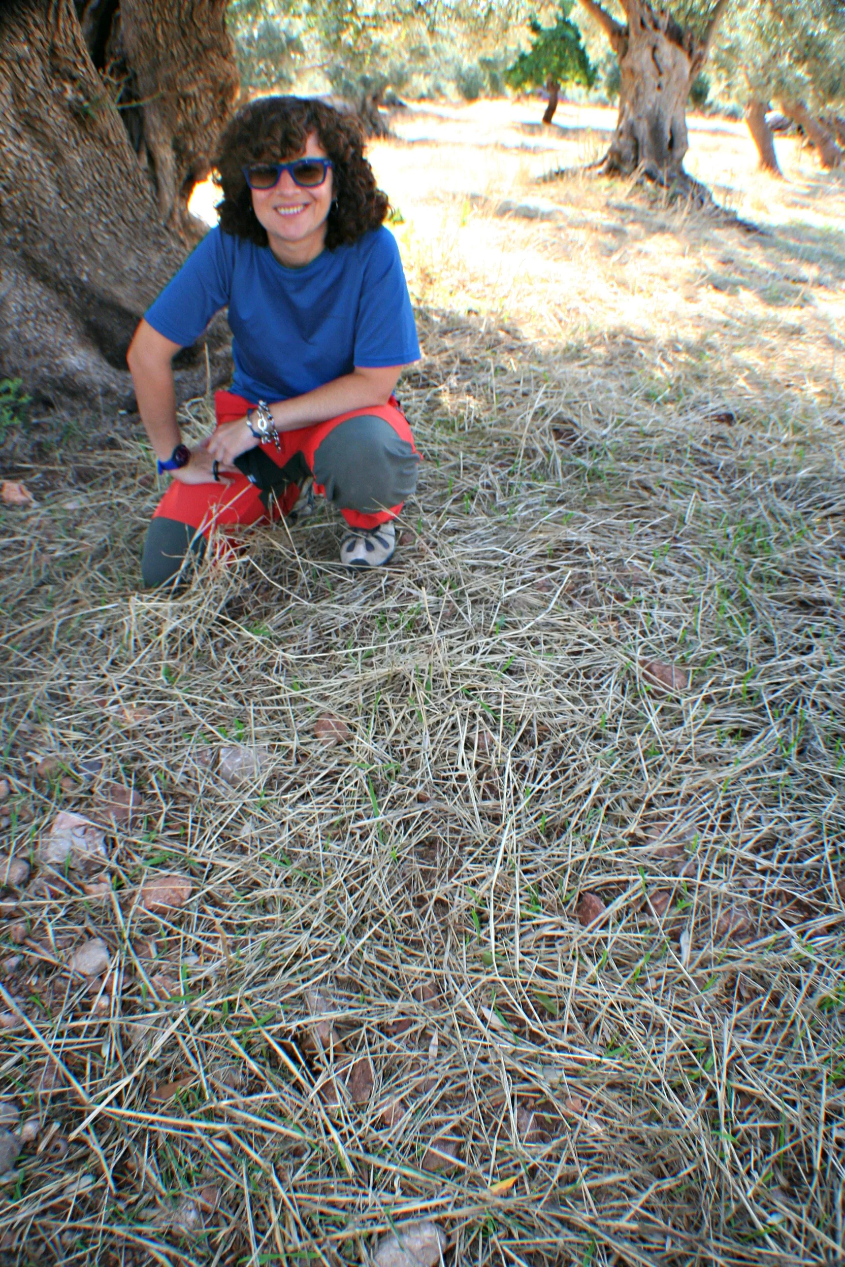 Mulching under ancient olive trees