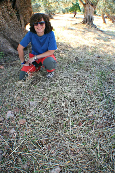 Mulching under ancient olive trees