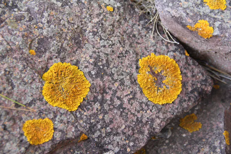 Lichens on Stone