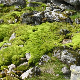 Moss carpet near Sognefjord