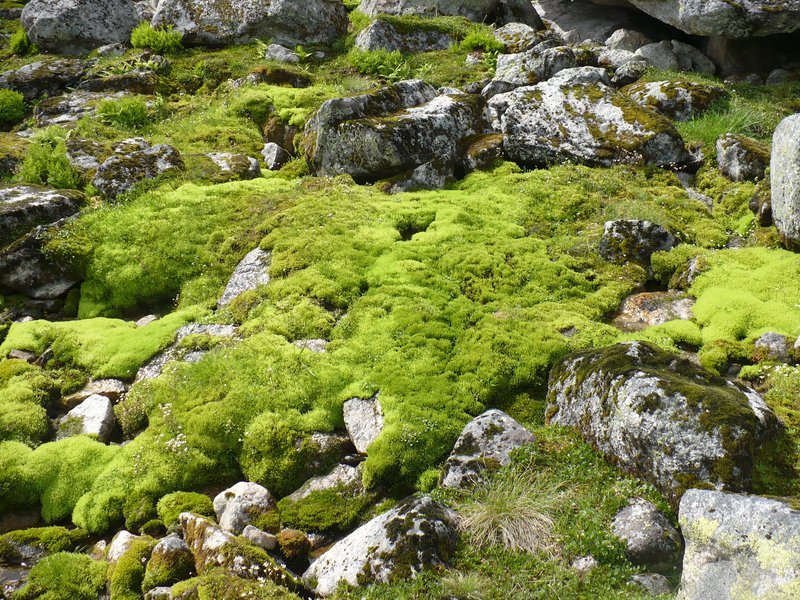 Moss carpet near Sognefjord